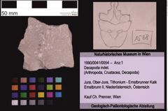 Foto (Objekt + Etiketten) von Decapoda indet. (NHMW-GEO-1990-0041-0054)